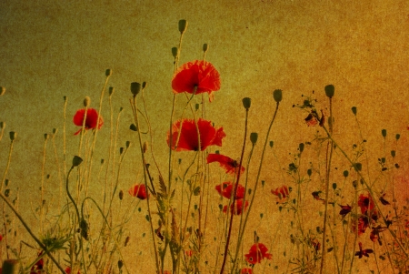 Photo of a poppies pasted on a grunge backgroundの写真素材