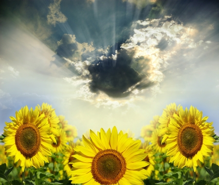 Field of flowers of sunflowersの写真素材