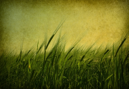  Ears of wheat on a grunge backgroundの写真素材