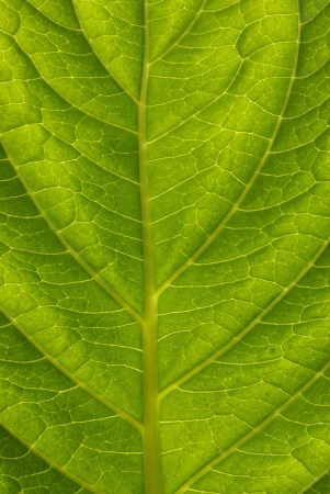 Green leaf close up nature backgroundの写真素材