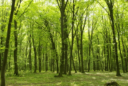 Sunlight in the green forest, spring timeの写真素材