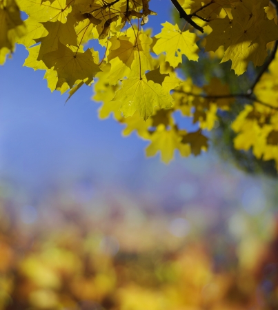 autumn backgroundの写真素材