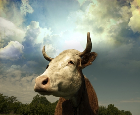 Brown Holstein cow in the field looking at you の写真素材
