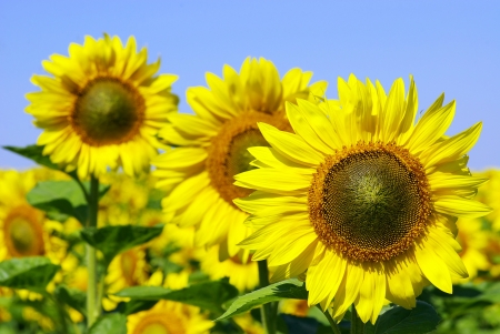 Field of flowers of sunflowersの写真素材