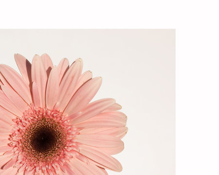 Gerbera Daisy - on white