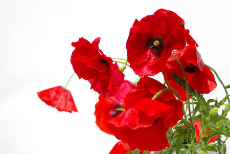 Poppy flower in the white background