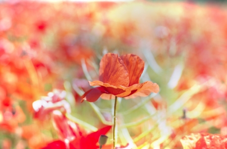 Poppy flower in fieldの写真素材