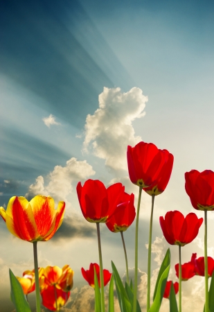 Bunch of beautiful spring flowers の写真素材