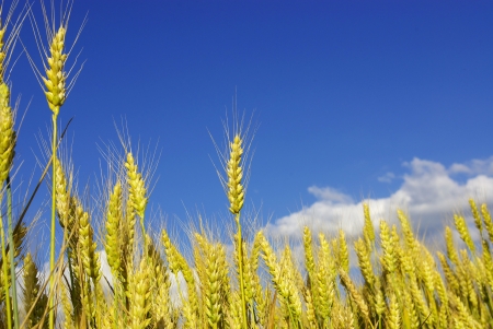 Ears of wheat on a background skyの写真素材