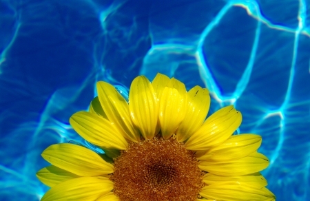 Be single flower on blue waterの写真素材