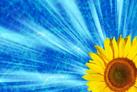 Field of flowers of sunflowers の写真素材