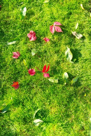 Green texture of grass is in a gardenの写真素材