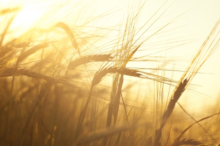 Wheat field on the background of the setting sun の写真素材