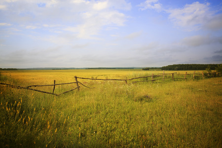 Green meadow under blue sky with cloudsの写真素材