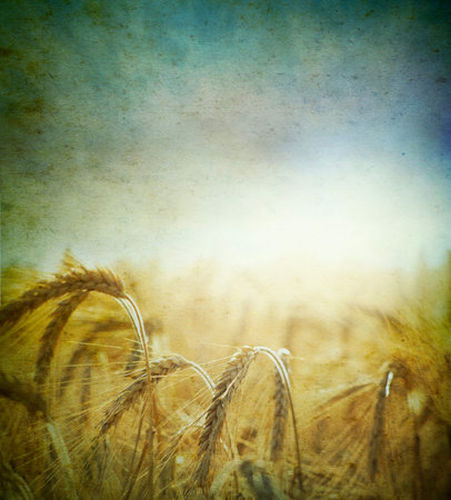 Field of wheat; vintage photoの写真素材