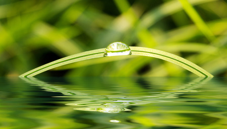 Green grass with raindrops backgroundの写真素材