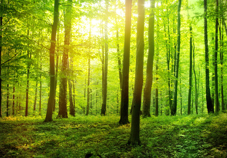 Sunlight in the green forest, spring timeの写真素材