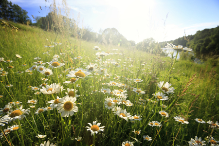 Field of spring flowers and sunny dayの写真素材