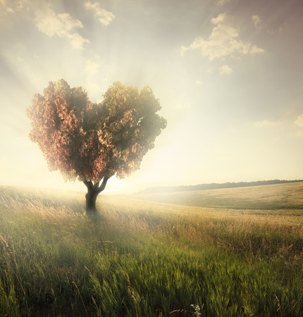 Green field with heart shape tree under blue sky. Valentine concept backgroundの写真素材
