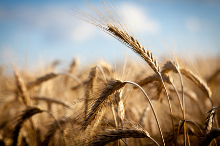 Golden ears of wheat on the fieldの写真素材