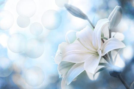 Lily Flowers border design.Spring Flowersの写真素材