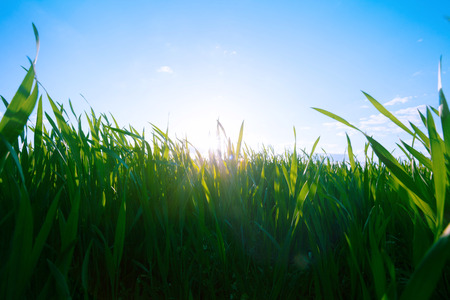 Green meadow under blue sky with cloudsの写真素材