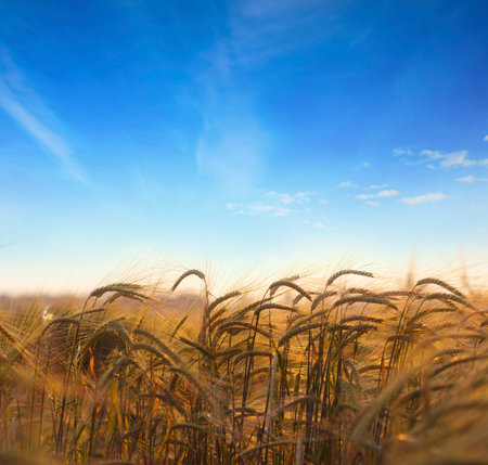 Wheat field.Ears of golden wheat field with blue sky in background