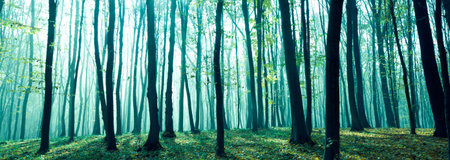Foggy, sunny morning in summer forest. Fantasy forest.