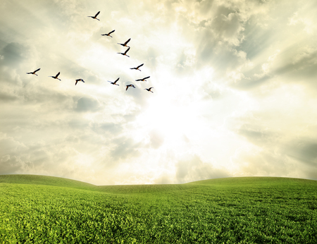 Flying birds over a green field at sunsetの写真素材