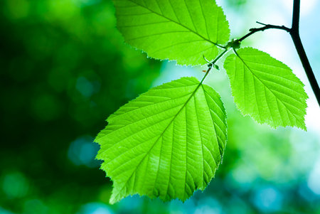 Green leaves on the green backgrounds in forest