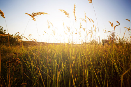 Summer Landscape with Wheat Field and sunset.の写真素材
