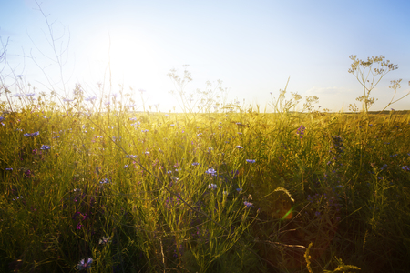 Green meadow under blue sky with clouds. Beautiful nature sunset landscapeの写真素材