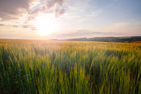 Green meadow under blue sky with clouds. Beautiful nature sunset landscape
