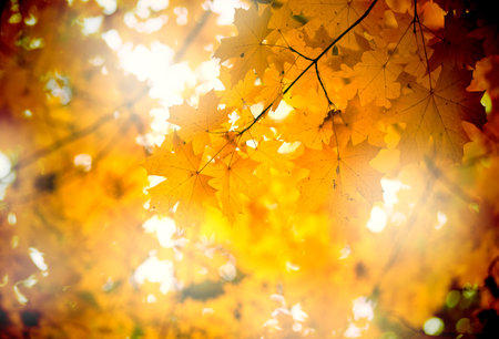 Autumn leaves on the sun and blurred trees.