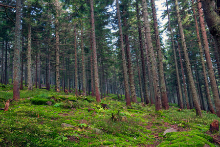 Sunlight in the green forest, spring time