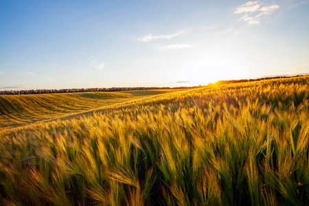 Yellow meadow under blue sky with clouds. Beautiful nature sunset landscape