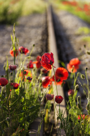 Springtime.The force of nature: poppies on the tracks. Apulia -Italy- Poppies waiting for the passage of the train.Poppies waiting for the passage of the train.Poppies waiting for the passage of the train.の写真素材