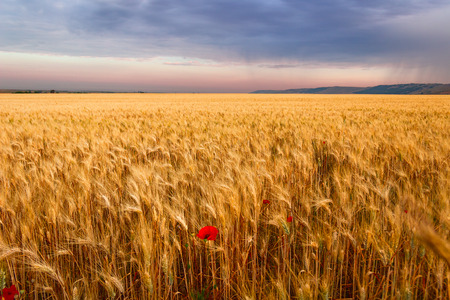Summertime.Rural landscape: corn field with lone poppy. ITALYの写真素材