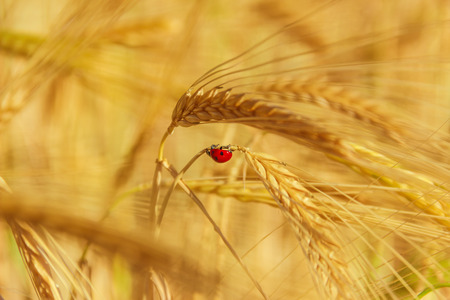 Colors of Apulia: spring. Ladybird on ear of barley.ITALYの写真素材