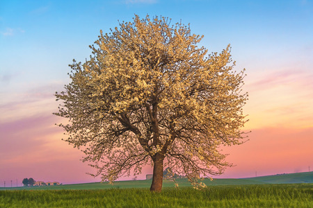 Between Apulia and Basilicata. Hilly spring: sunrise with lonely tree in bloom. Italy.Sunrise spring: lone tree in bloom in a field of green wheat.の写真素材