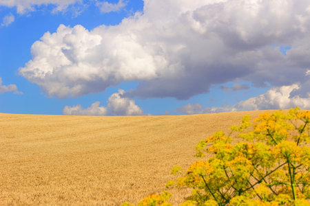 Between Apulia and Basilicata.Hilly landscape with cornfields.ITALY. Hilly landscape: cereal fields...