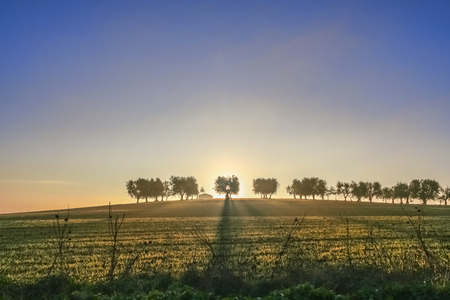 RURAL LANDSCAPE.Between Apulia and Basilicata: hill with backlit grove.Italy olivesの写真素材