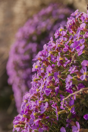 Apulian spring: Aubrieta columnae (or Aubrezia Colonna) is endemic flower of the Gargano promontory. It is tipical wildflower of Monte Sant'Angelo (Apulia), present only spontaneously in Italy. It lives on limestone cliffs.の写真素材
