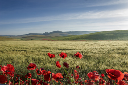 Springtime.Between Apulia and Basilicata: hilly landscape with green cornfields.ITALY. Spring countryside with immature ears of corn.の写真素材