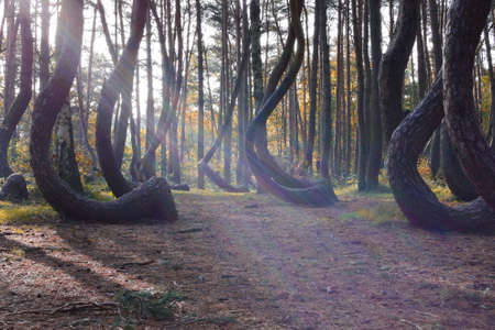 A weird curious forest in Poland.の写真素材