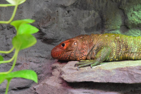Northern caiman lizard, Dracaena guianensisの写真素材