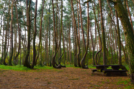 A unique curved forest in Griffin. Polandの写真素材