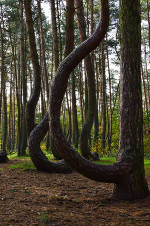 A unique curved forest in Griffin. Poland, removed in the summer morningの写真素材