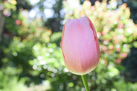 tulip macroの写真素材