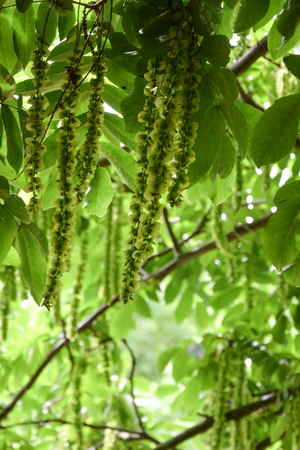 green background, leaves and flowerの写真素材